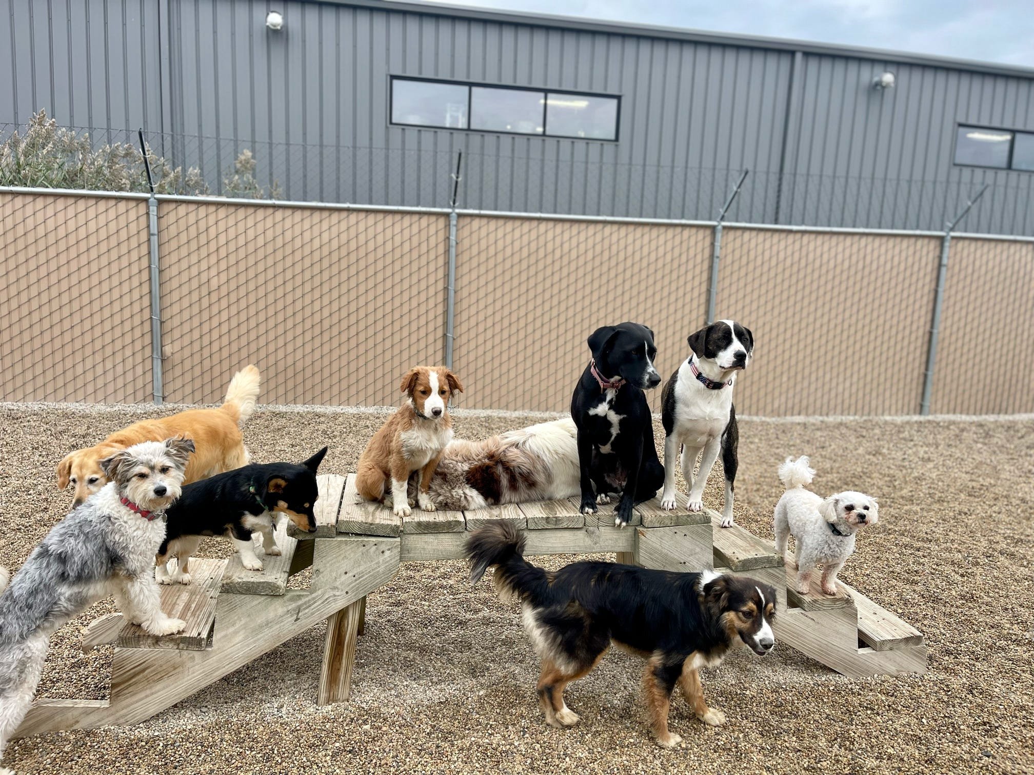 Group of small to medium-sized dogs on wooden stairs in an outdoor enclosure with gravel ground and a chain-link fence in the background.