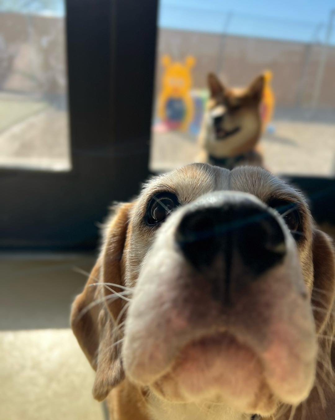 Close-up of a beagle puppy's face with a large nose, looking up at the camera, with a blurred dog outside behind a glass door.