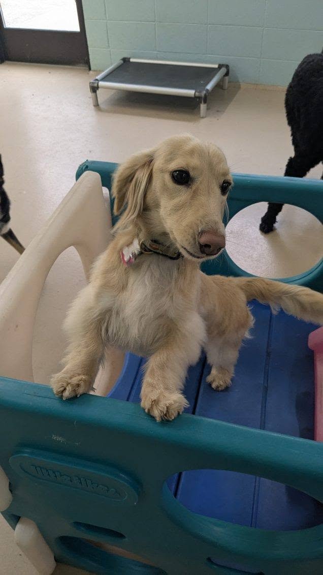 A small, tan puppy with floppy ears standing inside a blue plastic playpen at a shelter or clinic.