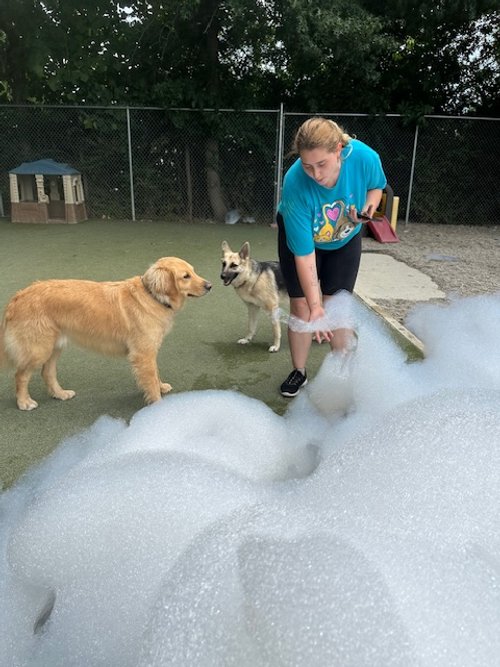 A woman kneeling on the ground next to two dogs, one golden retriever and one small mixed breed, on a leash, at an outdoor foam party area with foam covering the ground.