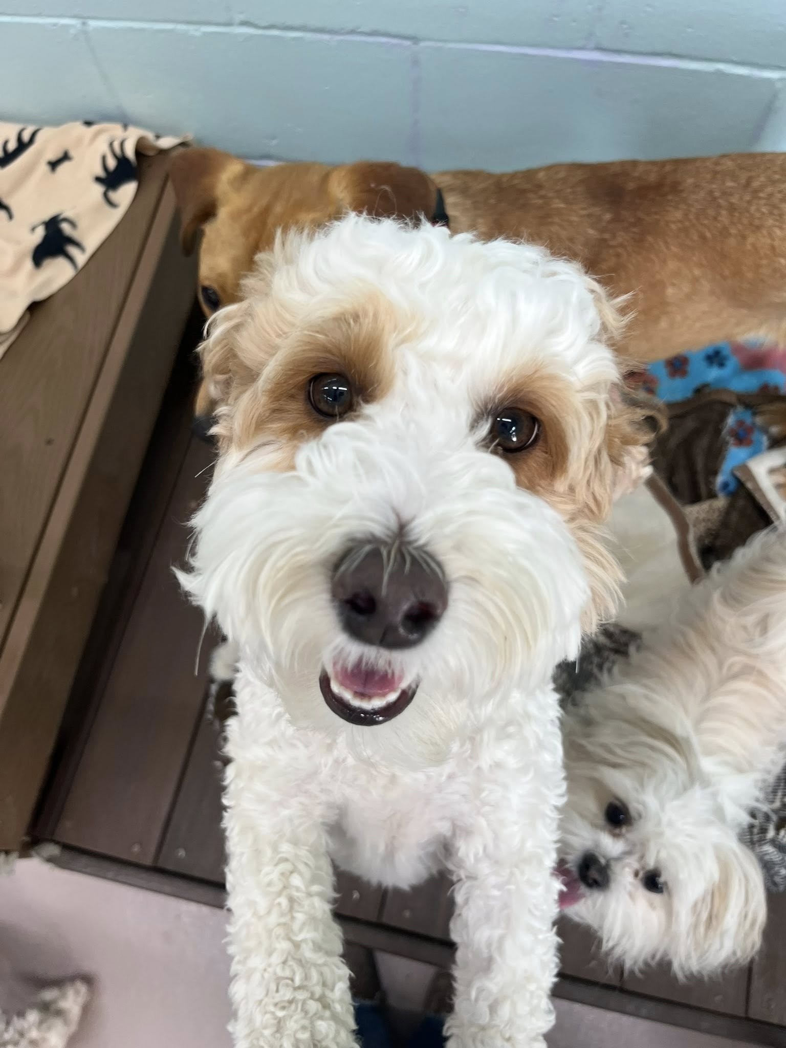 Close-up of a happy, curly-haired dog with white and light brown fur, looking at the camera with a friendly expression. Two other dogs are partially visible in the background, one brown and one white, in a cozy indoor setting.