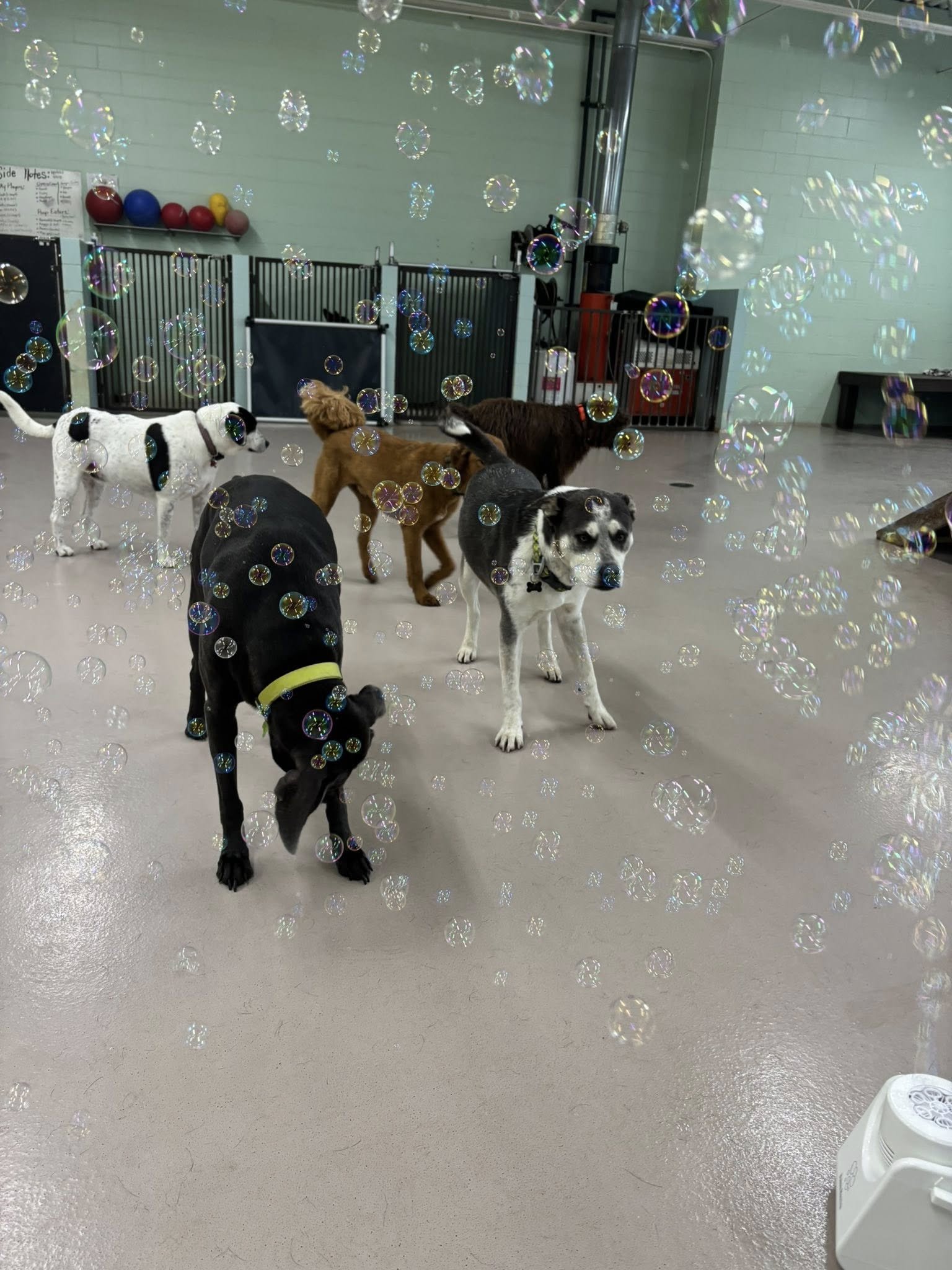 Several dogs of different breeds and colors playing inside a dog daycare or play area with bubbles floating around.