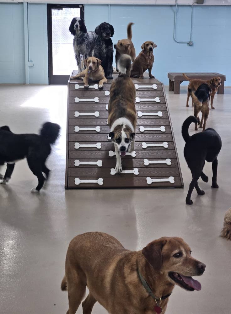 Multiple dogs in an indoor play area, with some on a sloped activity ramp designed for dogs, and others walking or standing around.