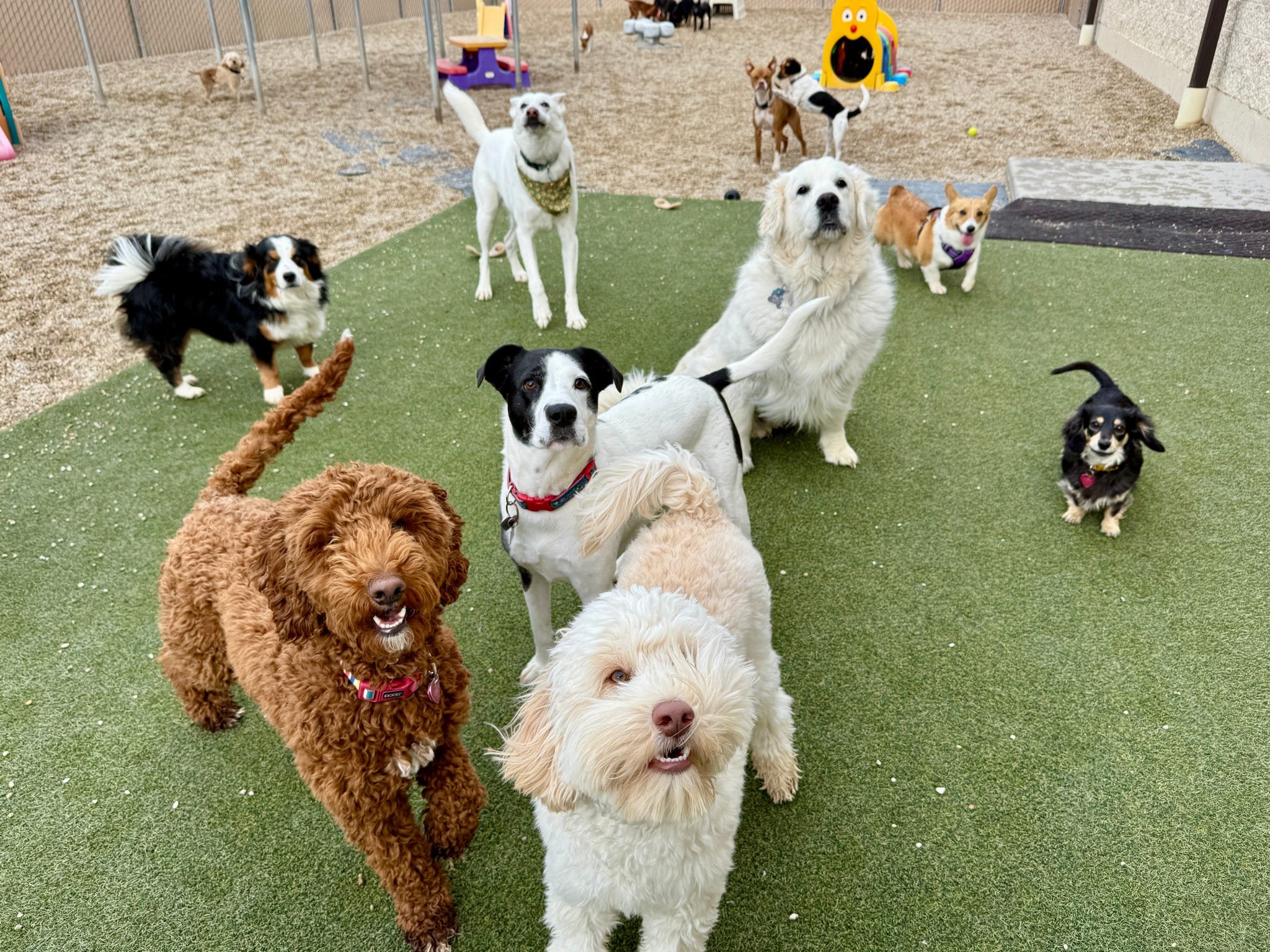 Multiple dogs of different breeds and sizes standing on an artificial grass and gravel surface in an outdoor play area, with toys and play equipment visible in the background.
