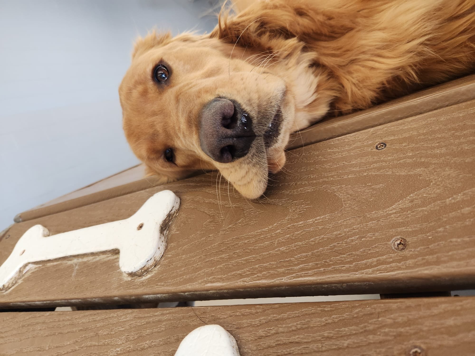 Golden retriever dog lying on a wooden floor, resting its head with its eyes looking up