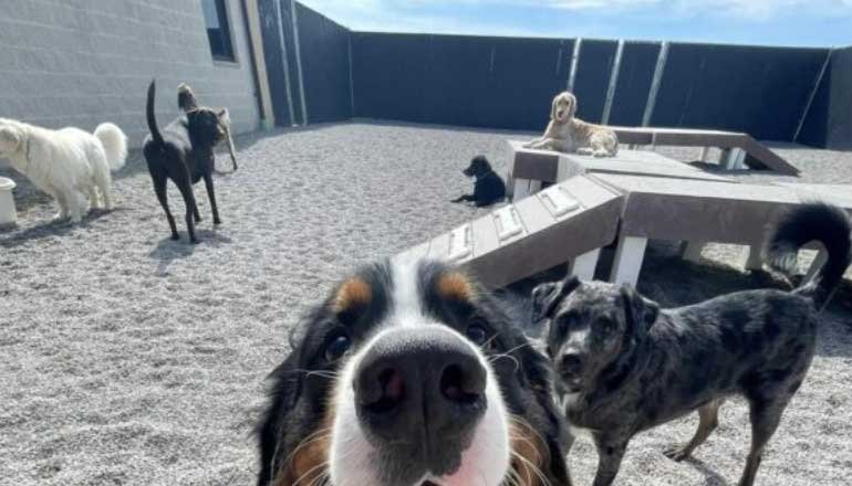 Multiple dogs of various breeds playing and relaxing outdoors on a gravel surface.