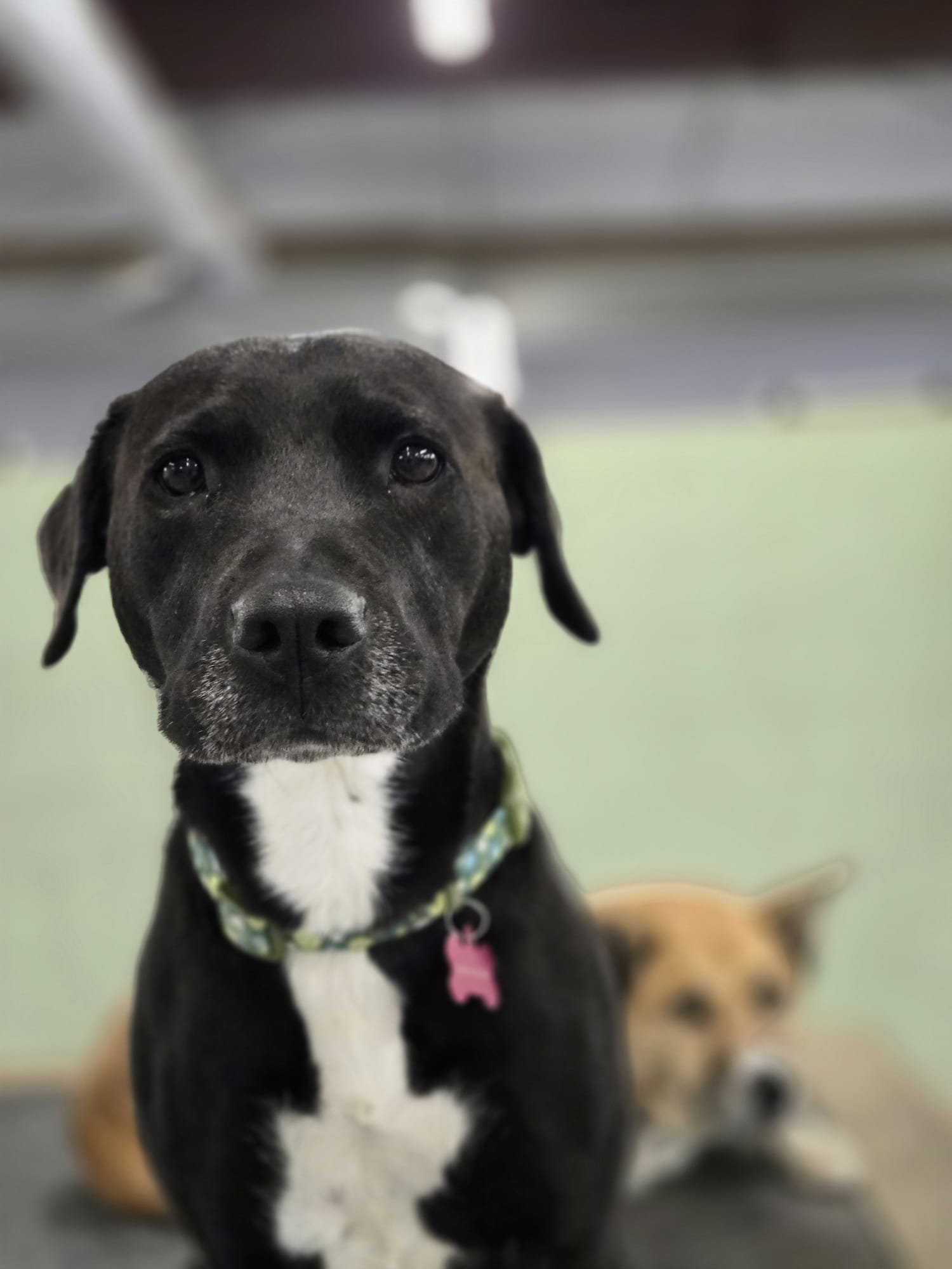 Close-up of a black dog with a white chest, wearing a patterned collar and pink tag, with another brown dog lying in the background.
