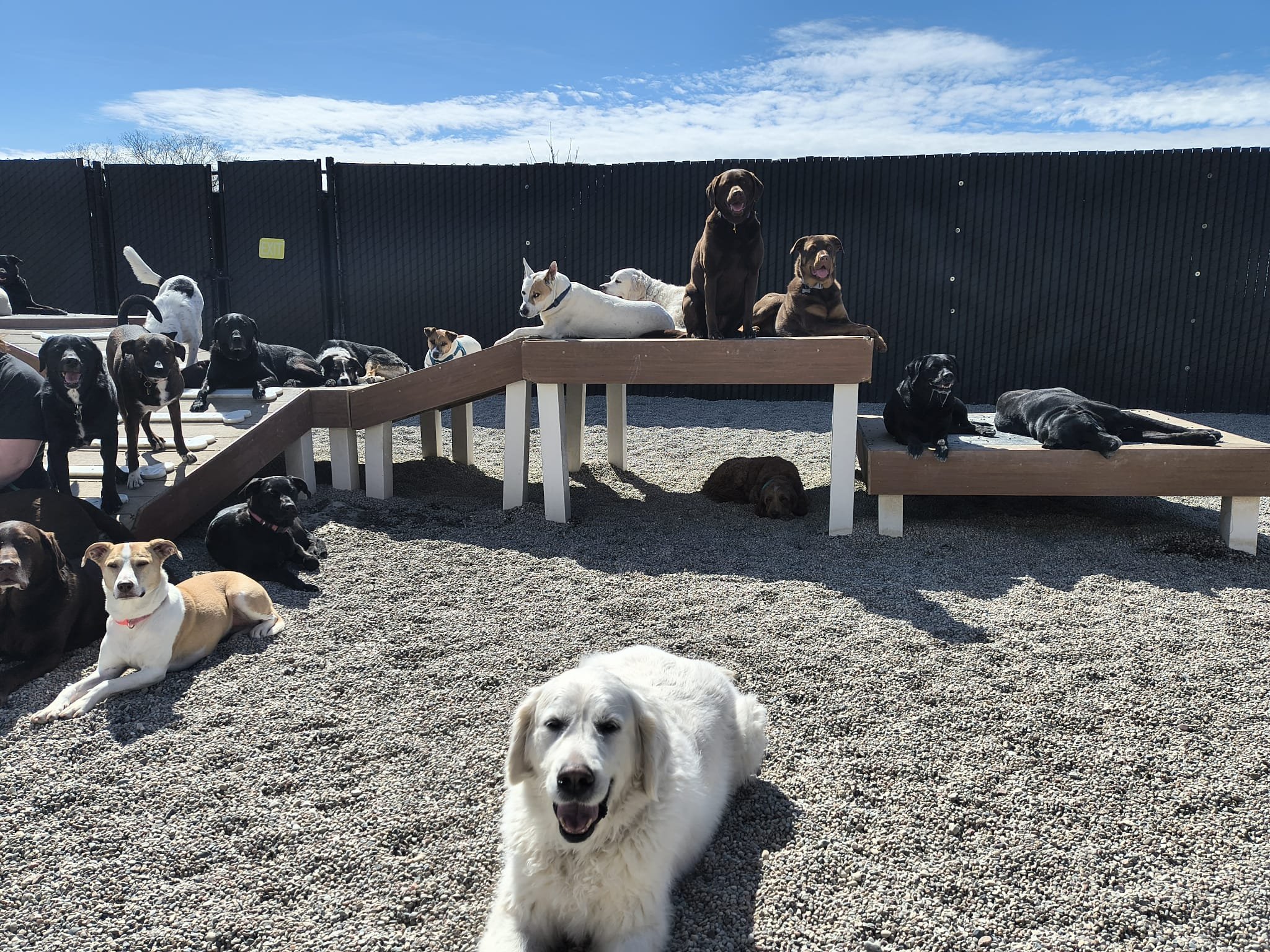 Multiple dogs of various breeds and sizes are gathered outdoors on a gravel surface with a black fence in the background. Some dogs are sitting or lying on elevated platforms, while others are resting on the ground. The sky is blue with some clouds.