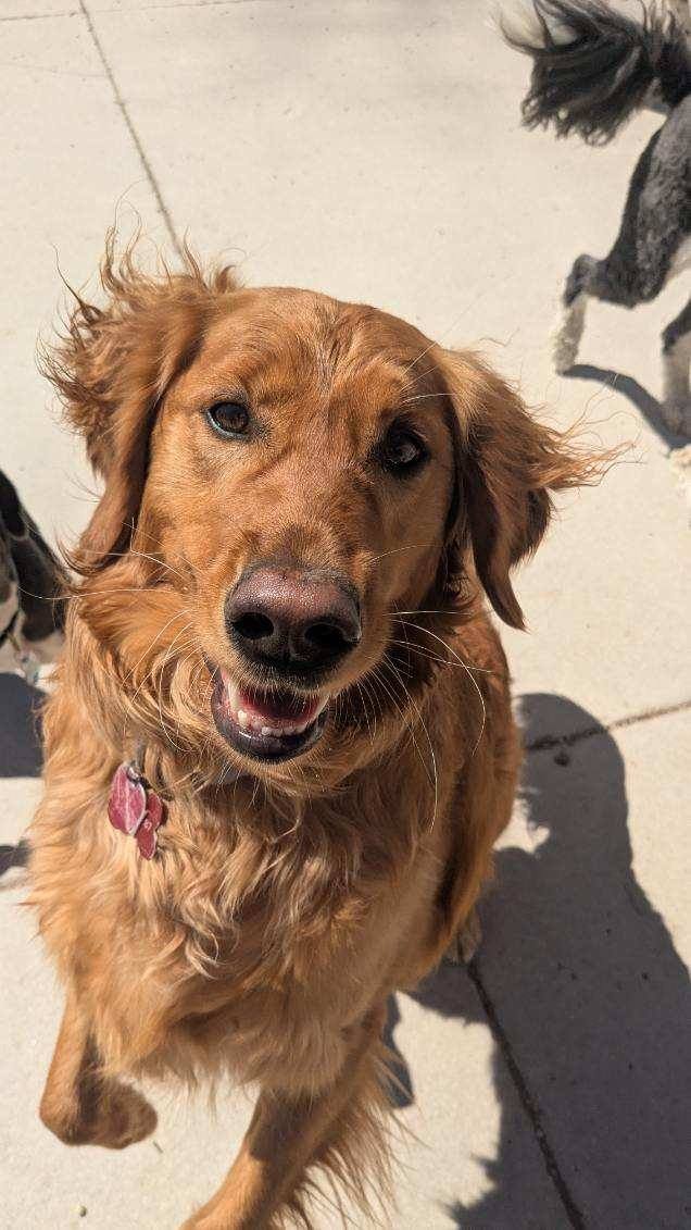 A cheerful golden retriever with a pink collar sitting on a concrete sidewalk, looking up at the camera with a happy expression.