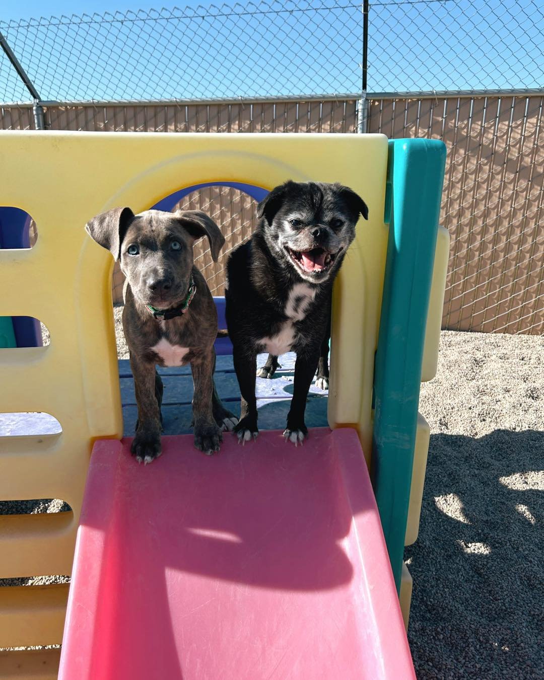 Two puppies standing on a colorful playground slide outdoors surrounded by a chain-link fence.