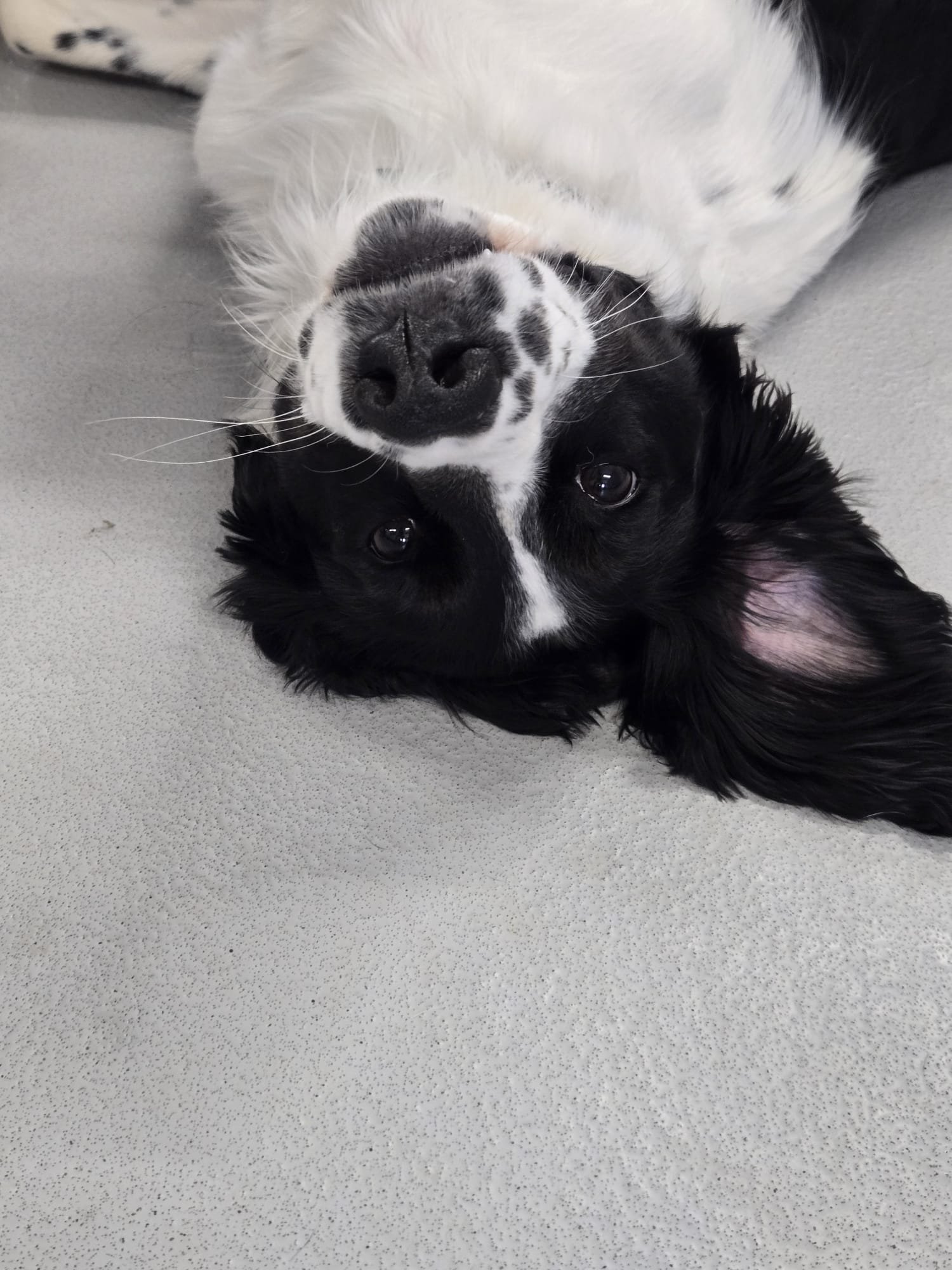 Black and white dog lying on its back with its head upside down, looking at the camera with a relaxed expression.