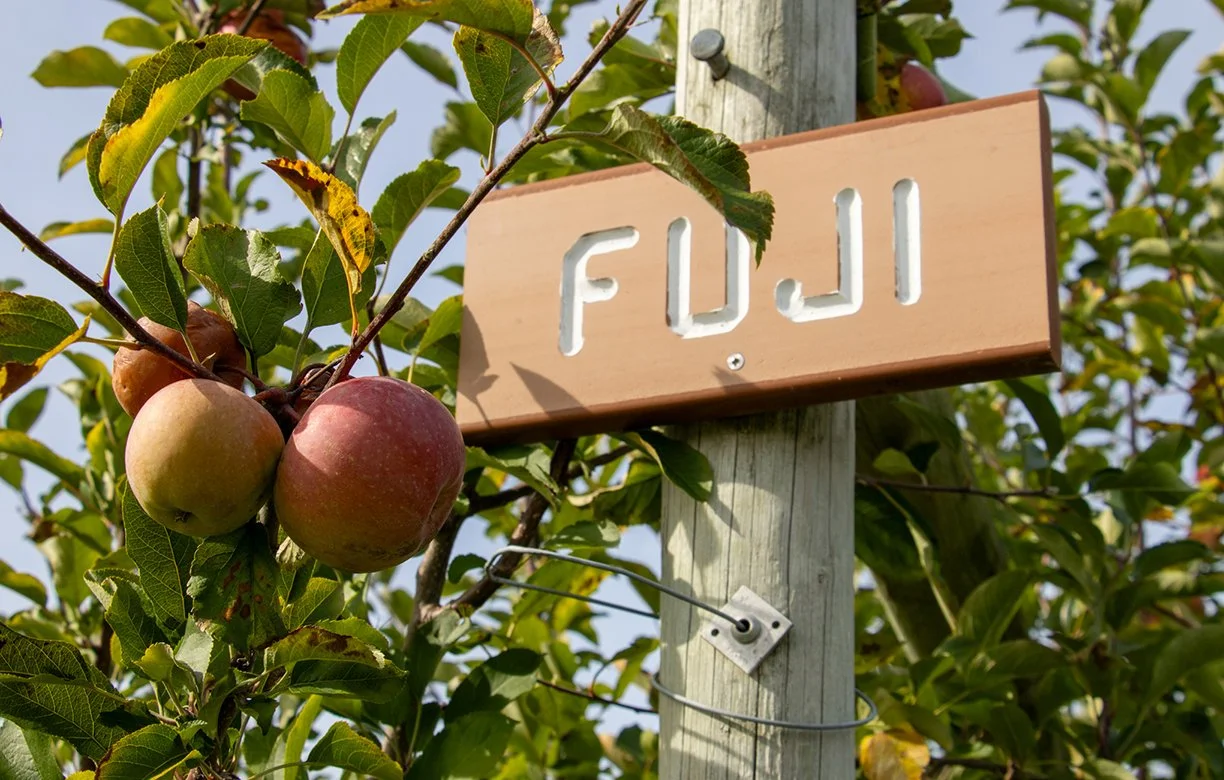 Fuji Applies, 2025