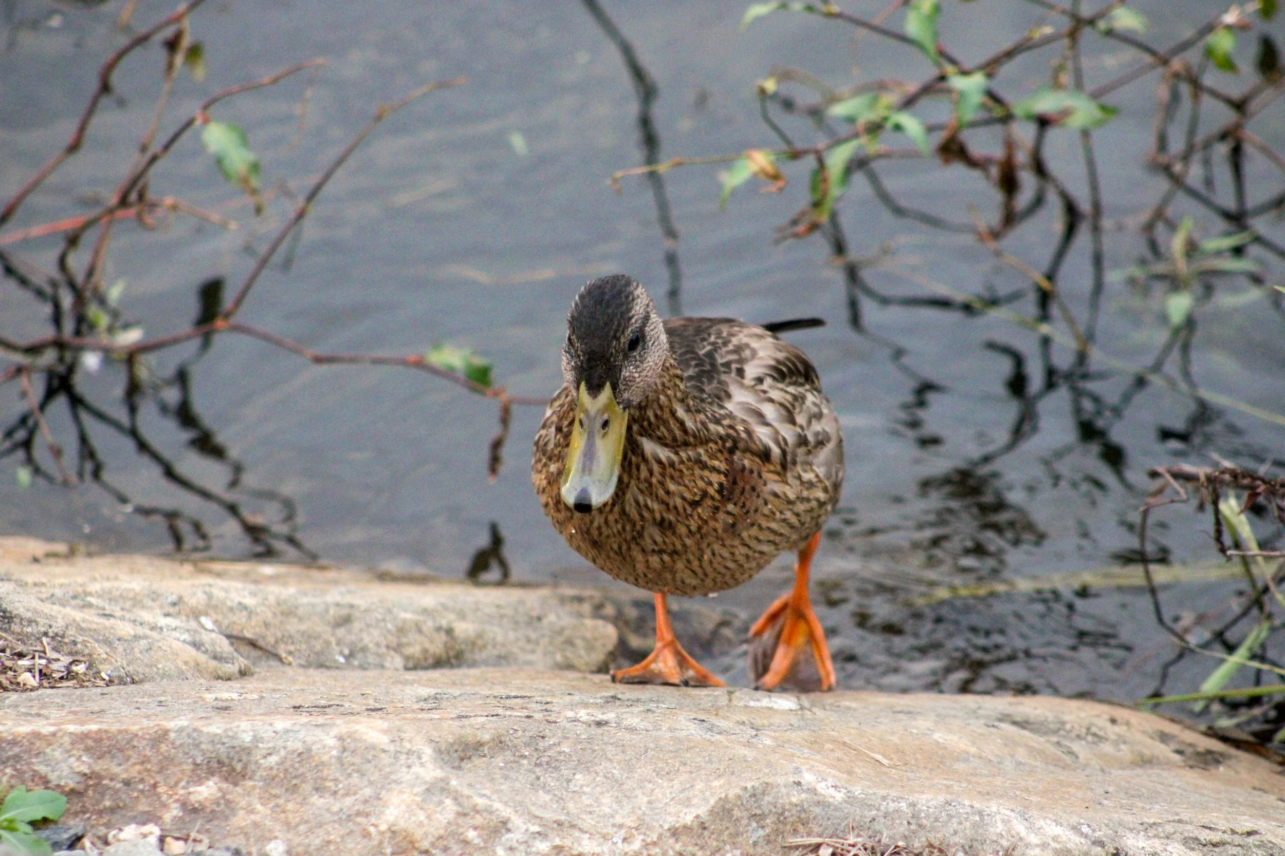Duck on a Mission, 2024