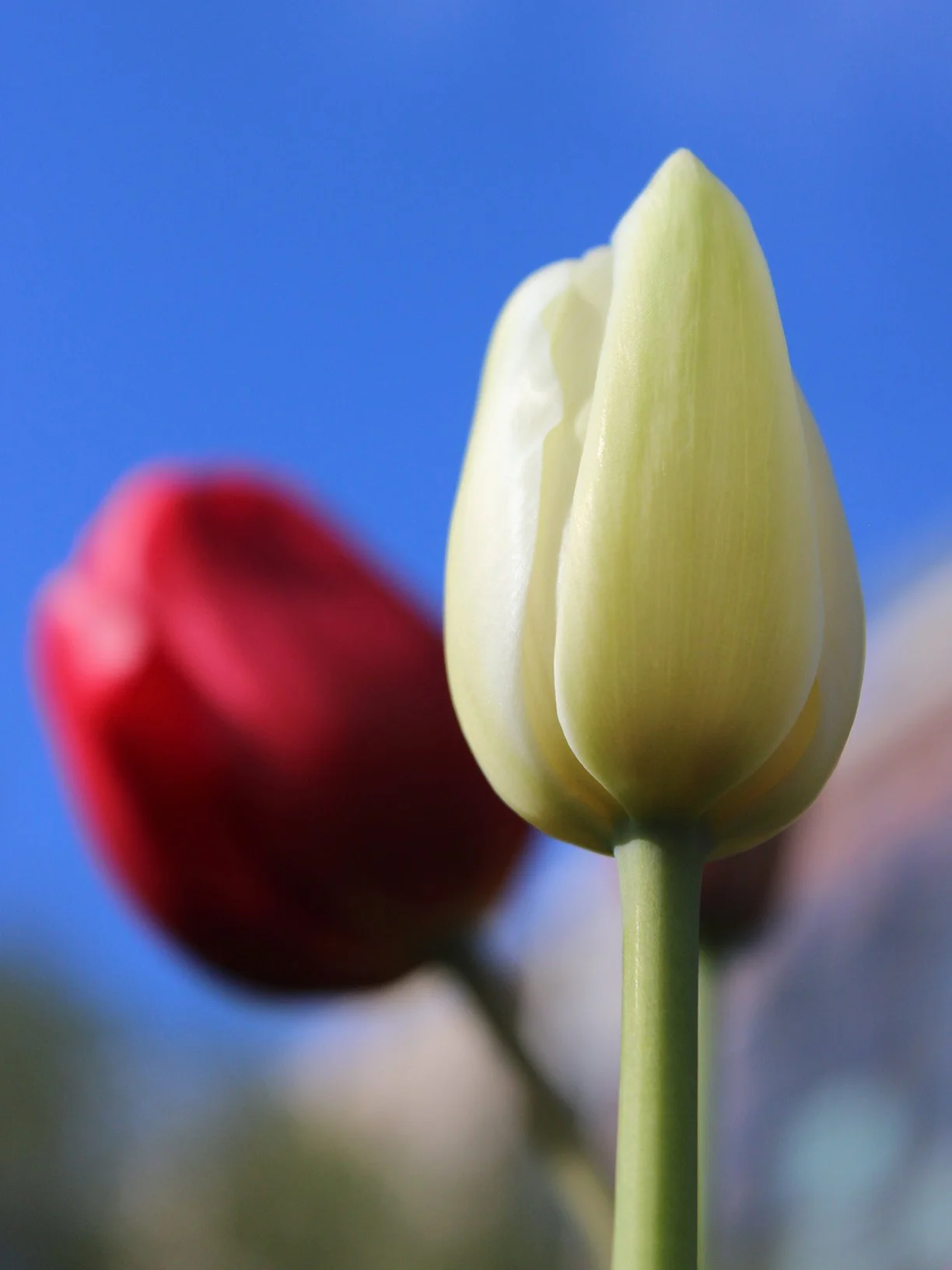 Spring Tulips In the Public Garden, 2025