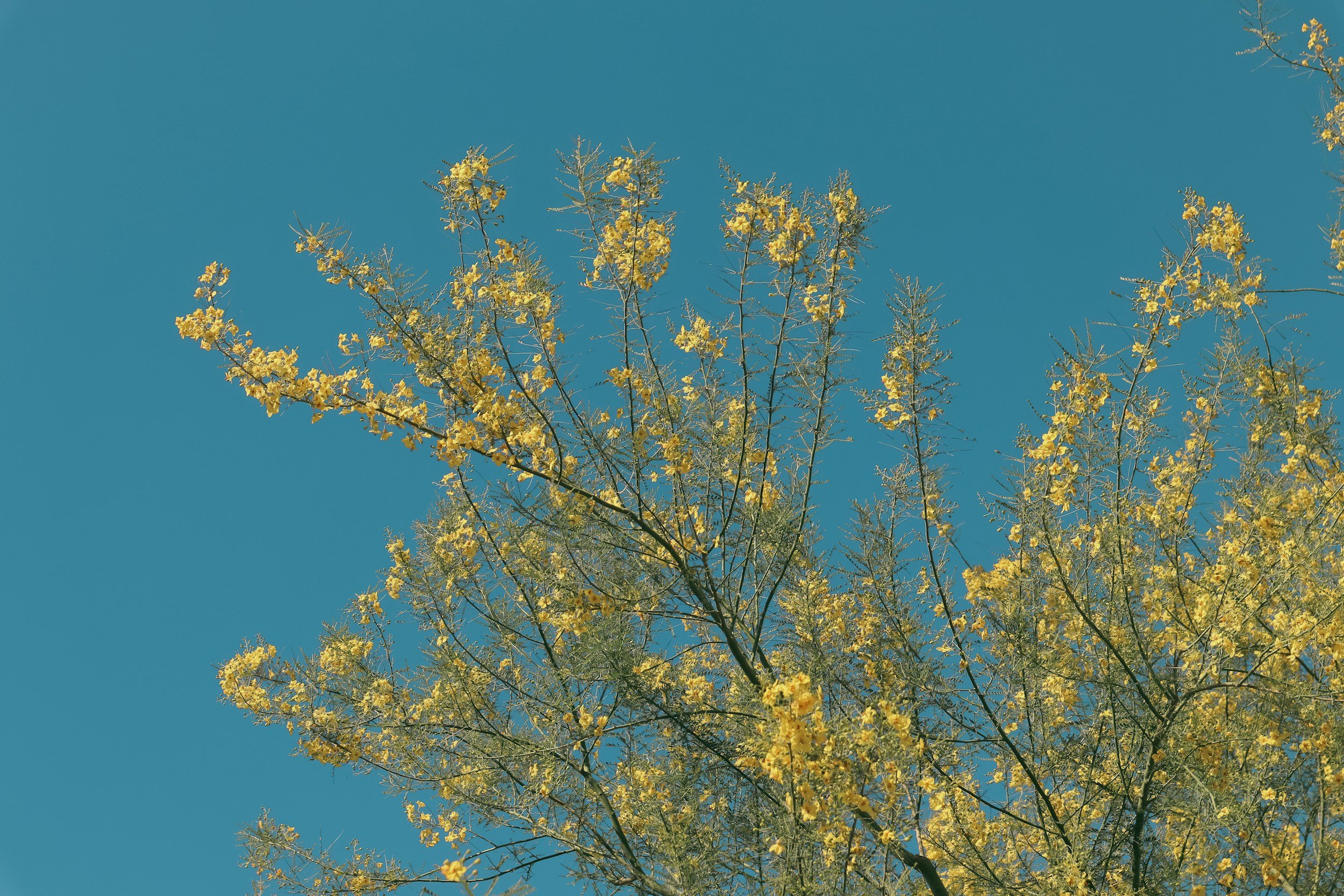 Yellow blossoms and airy tree branches against blue sky
