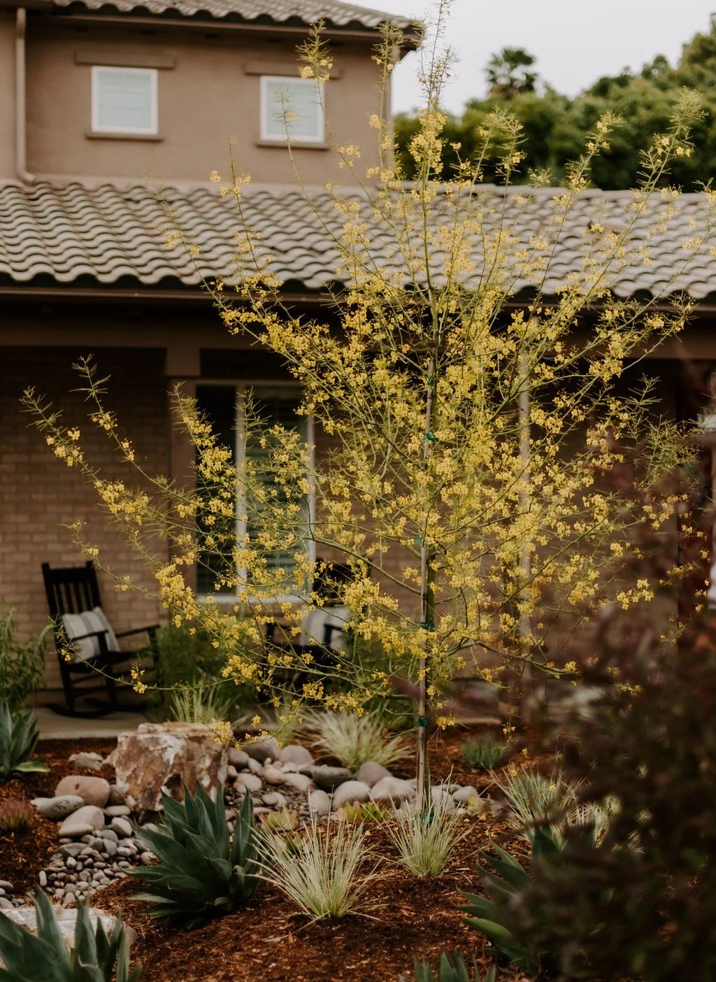 Flowering palo verde with wood mulch, agaves, grasses, and boulders