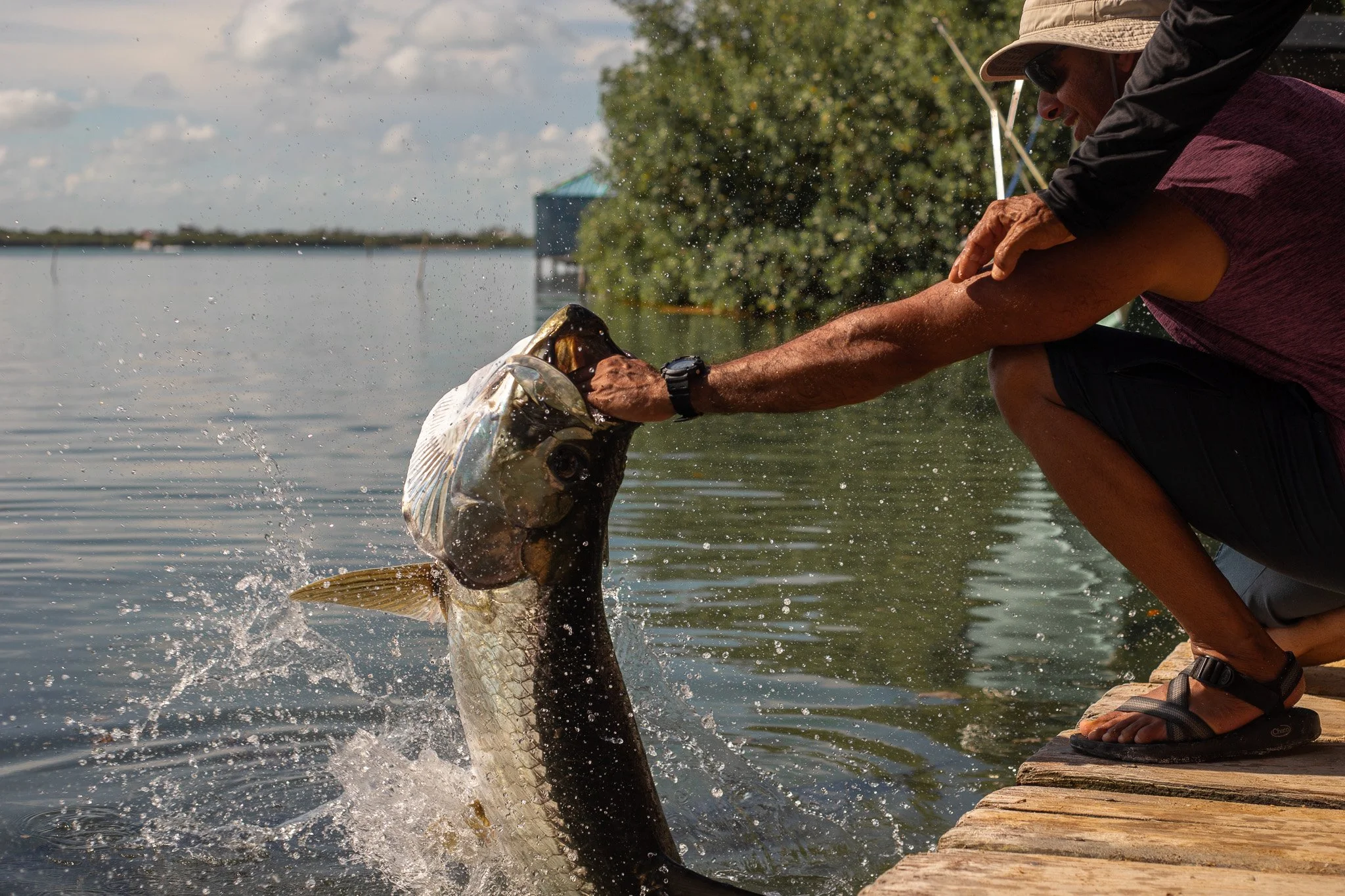 Feeding the Tarpons: A Ritual of Caye Caulker’s Coastal Life