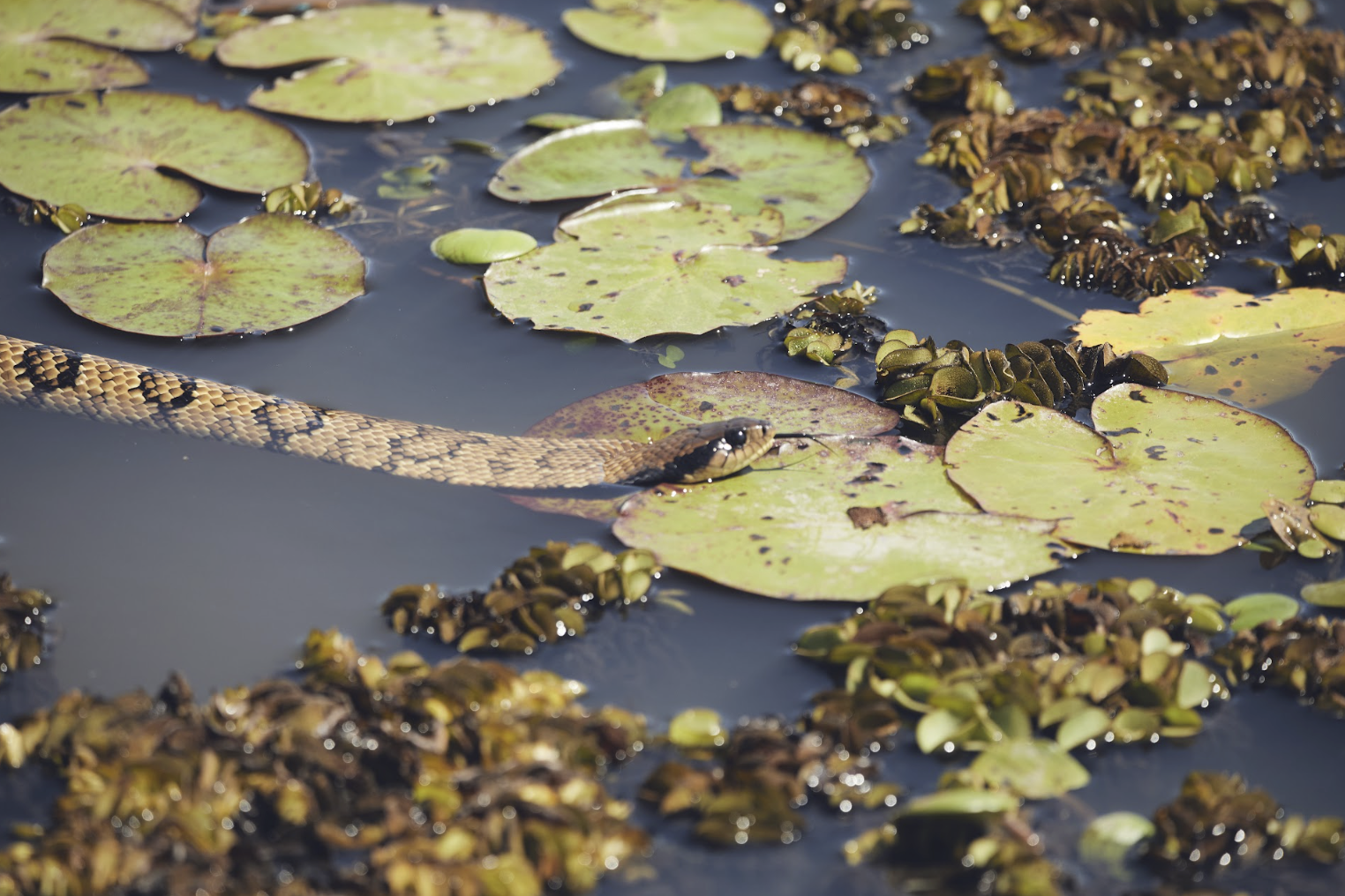 A snake hidden among lily pads and aquatic plants on a pond surface.