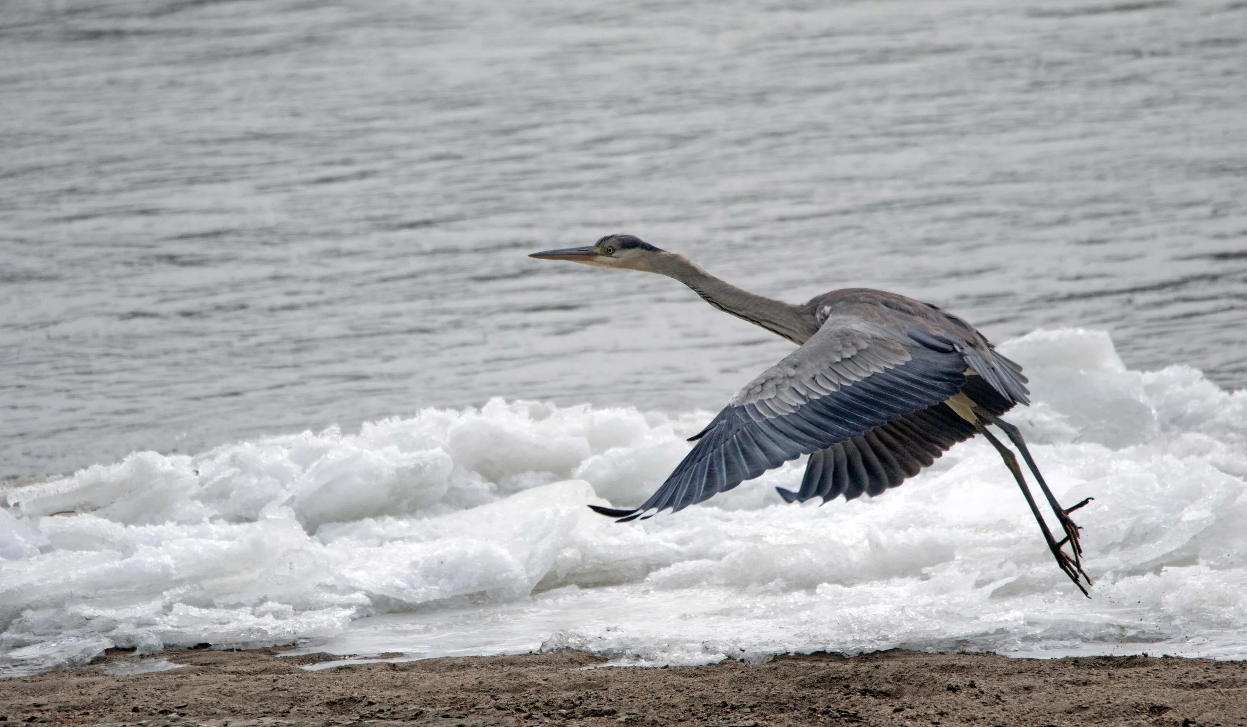 Gray Heron on Frozen Indus.jpg