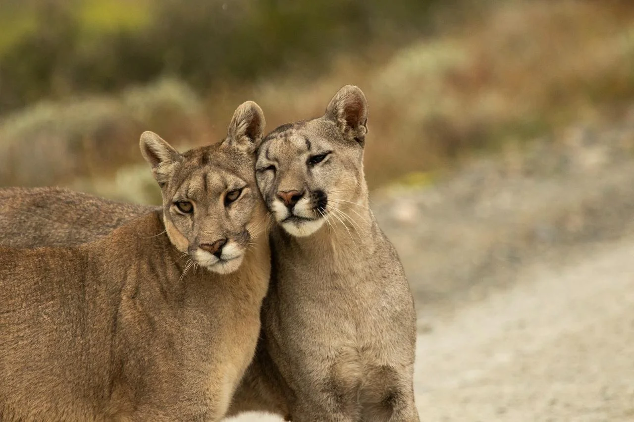 pumas in southern chile near torres del paine