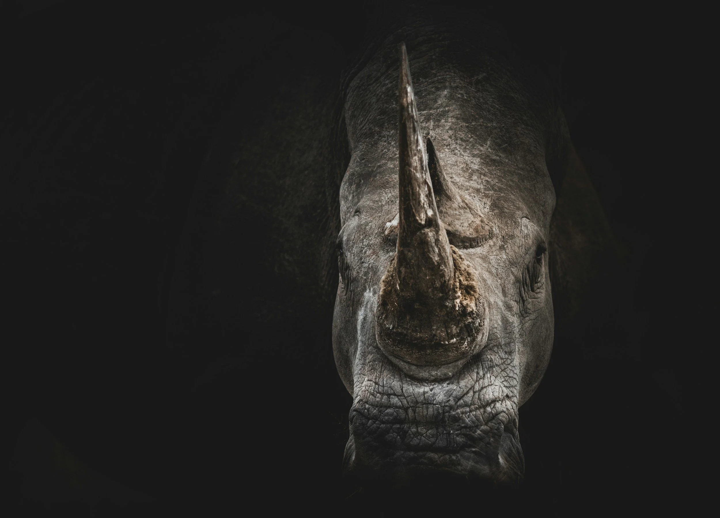 Close-up of a rhinoceros's face with prominent horn, head facing forward, surrounded by darkness.