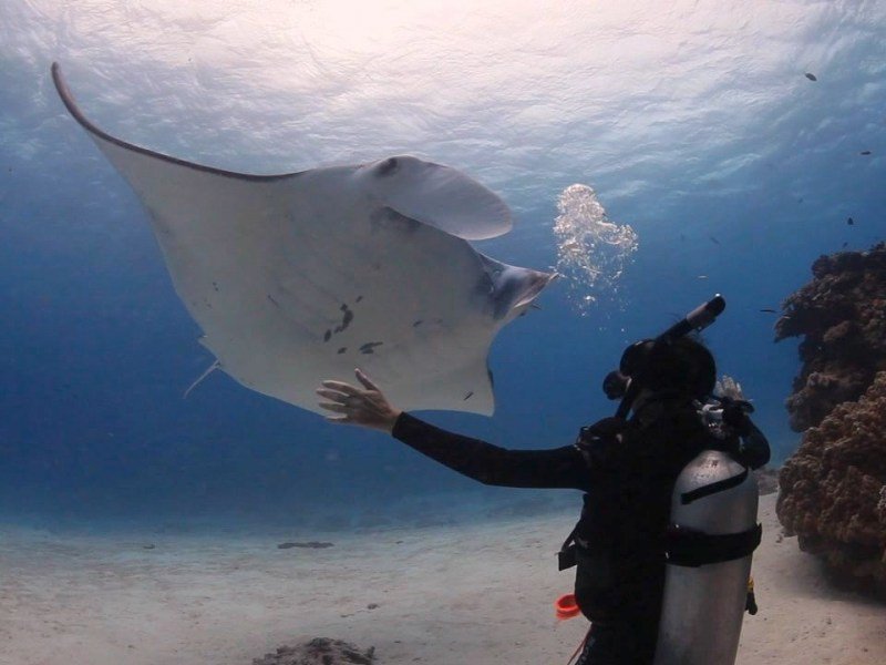 A scuba diver underwater reaching out to touch a large ray with a sandy ocean floor and coral in the background.