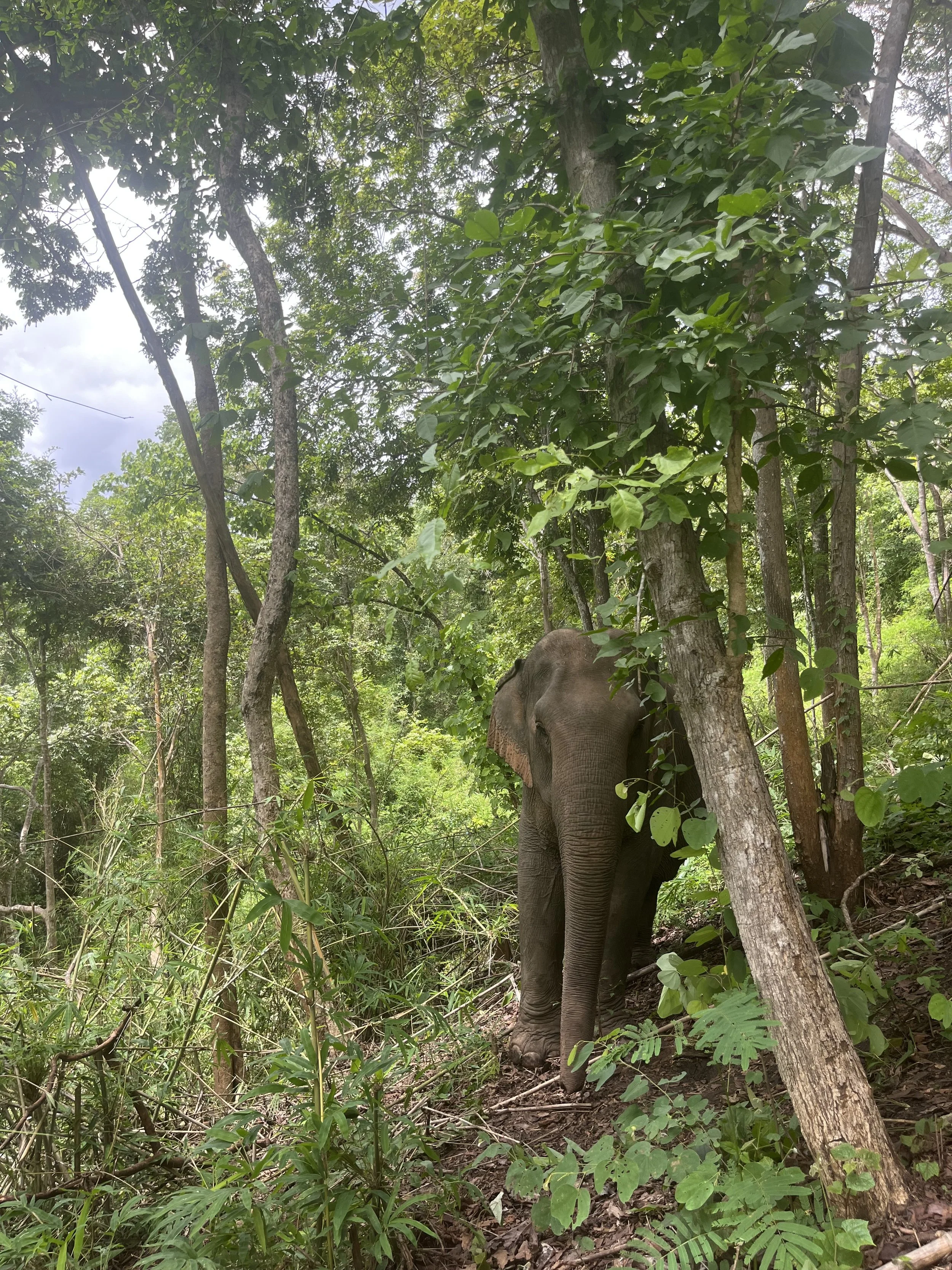 Eco or Ethical or None of the Above? How Can You Tell What’s Truly Responsible Elephant Tourism in Thailand.