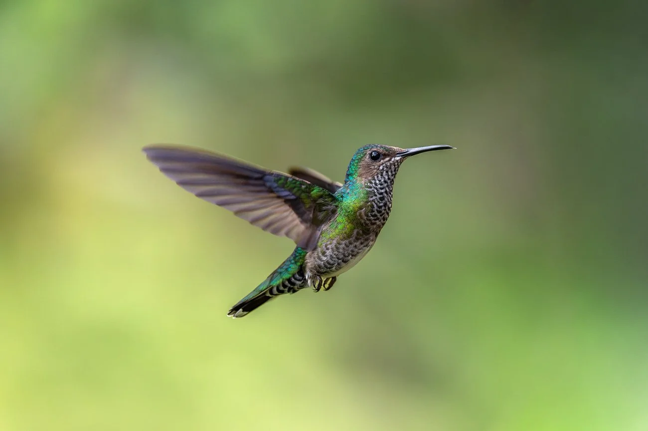 Becoming a Birdwatcher: How Birds Changed the Way I See the World