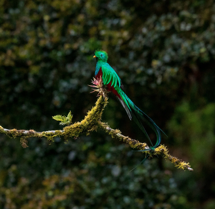 Costa Rica's Wild Heart: Why This Is the Journey You've Been Waiting For