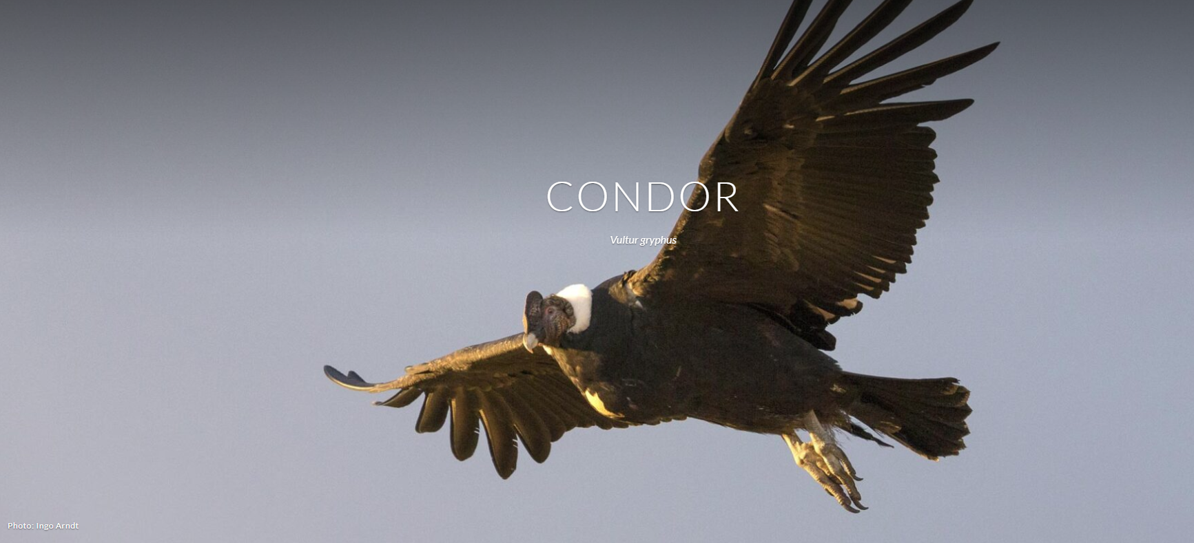 How Your Trip Funds Conservation: Inside Rewilding Chile's Work in Patagonia