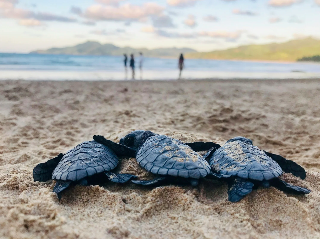 What Will Your Kids Remember? Not the Souvenir. The Sea Turtle.