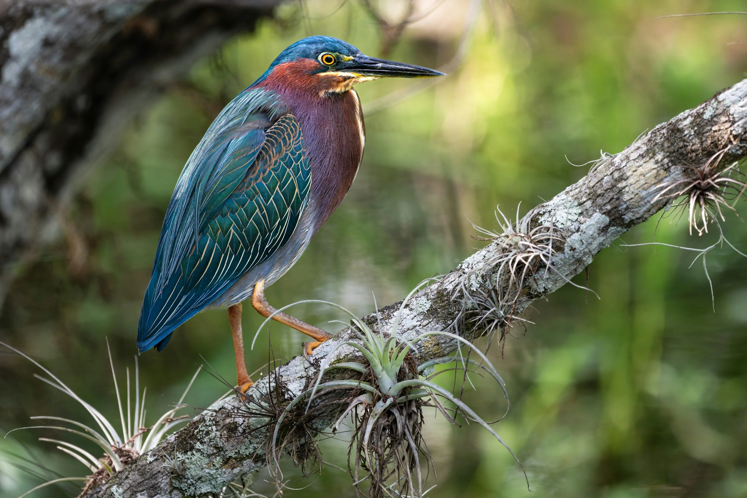 Everglades National Park Florida