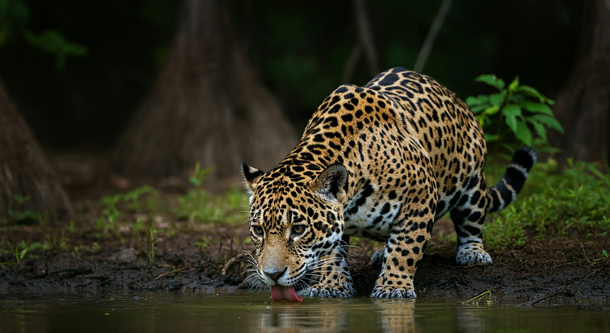Jaguar in the Iberá Wetlands, Argentina — Rewilding Argentina reintroduction program"