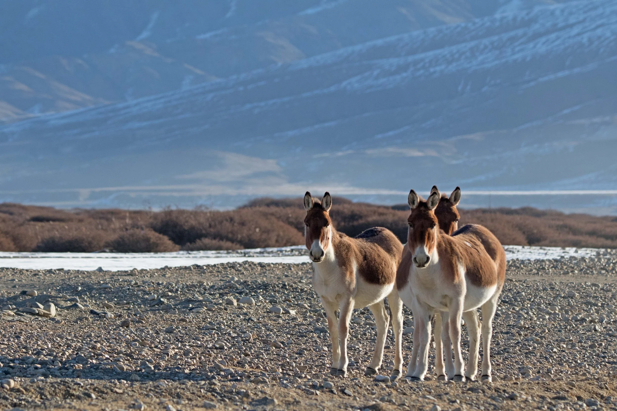 Kiang herd pose hanley.jpg