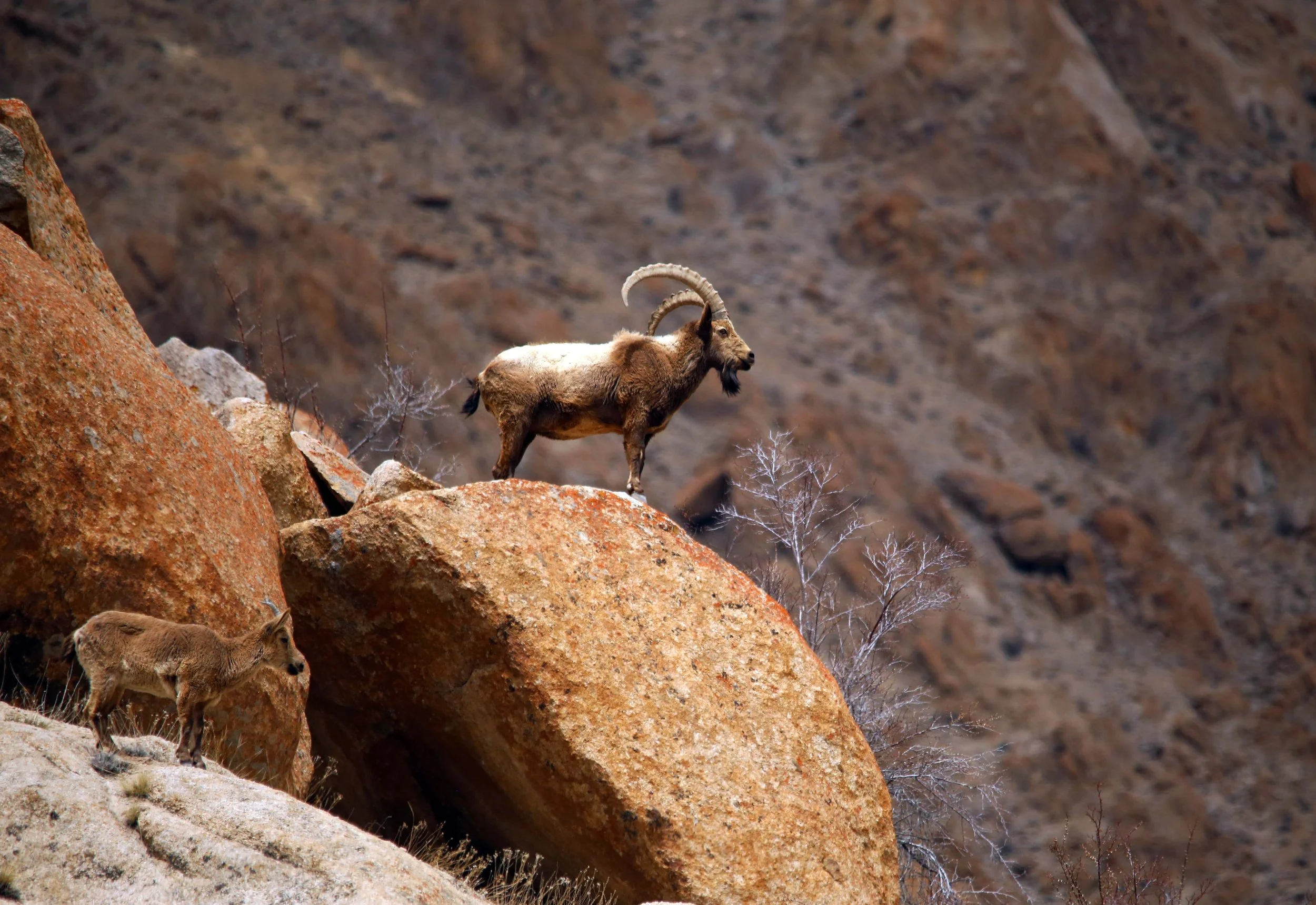 Ibex.jpg