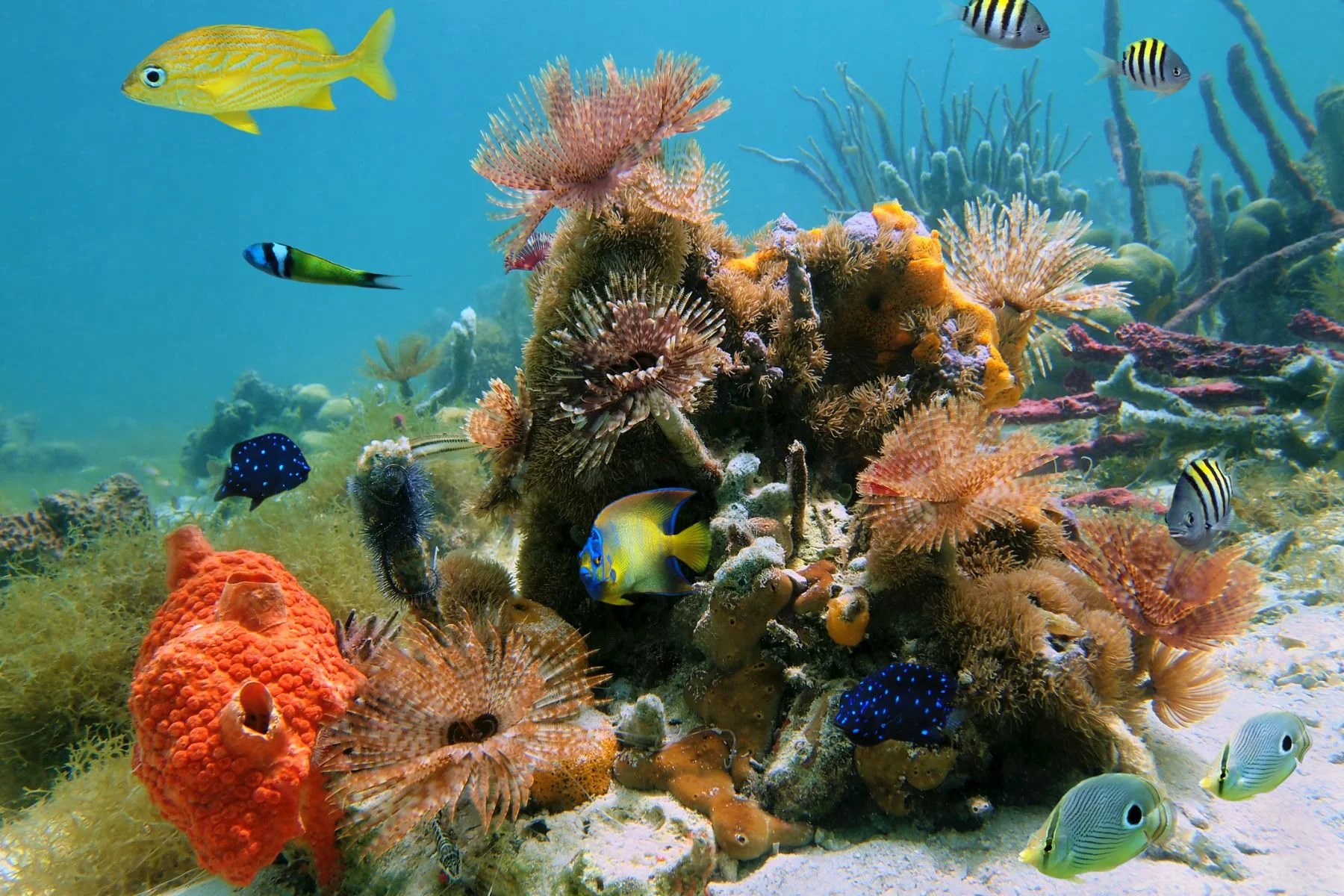 Underwater coral reef with various colorful fish and marine life.