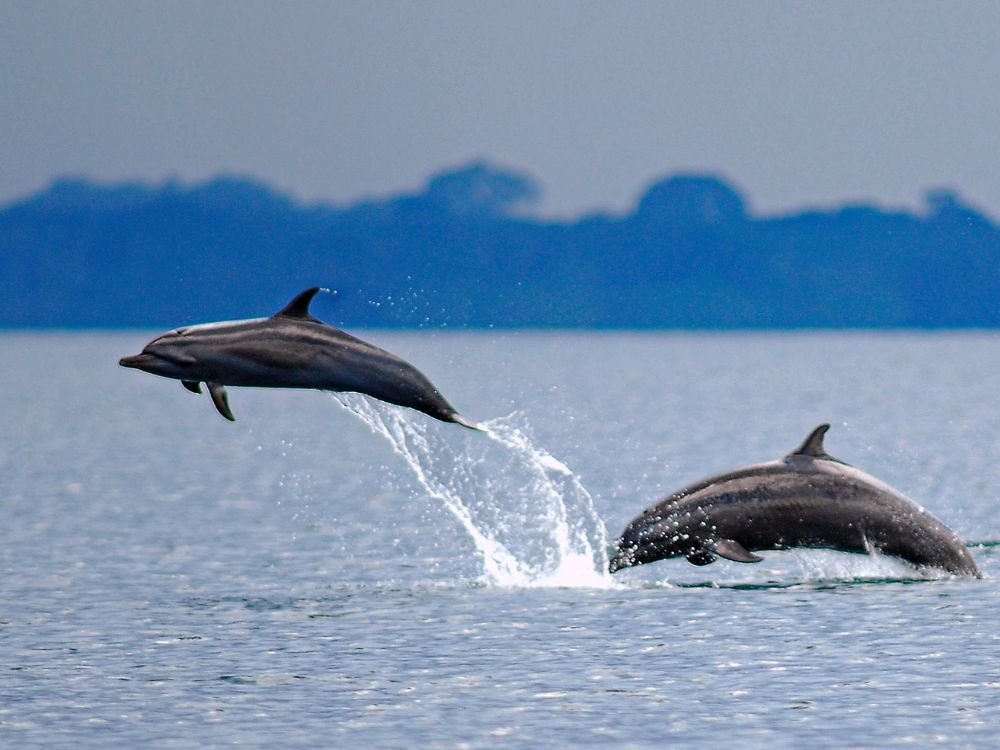 Two dolphins jumping out of the water, with one team leaping and the other swimming near the surface.