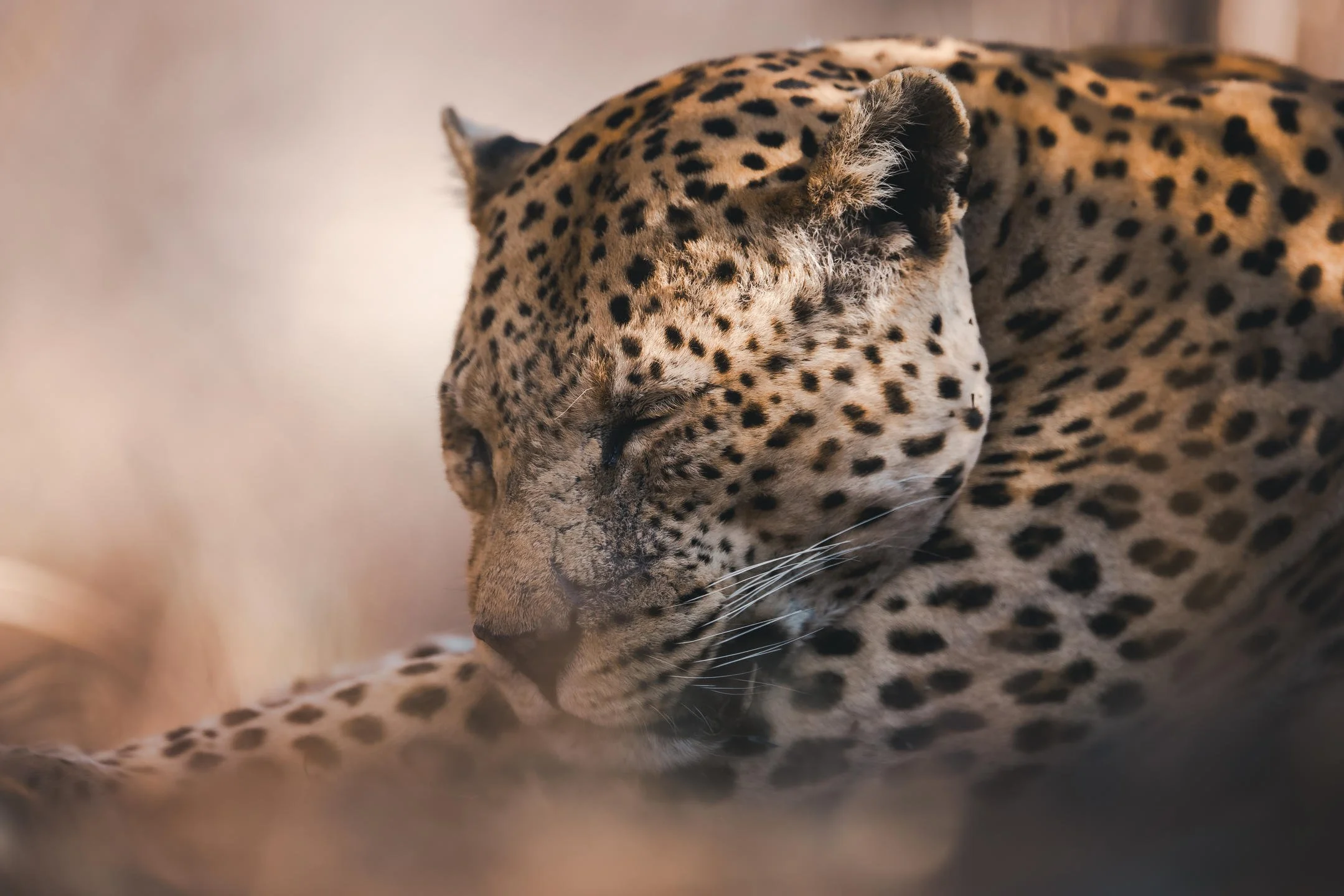 Leopard sleeping in Namibia