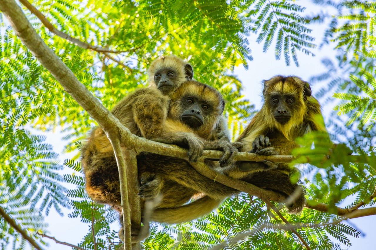 Three monkeys sitting together on a tree branch surrounded by green leaves in a natural setting