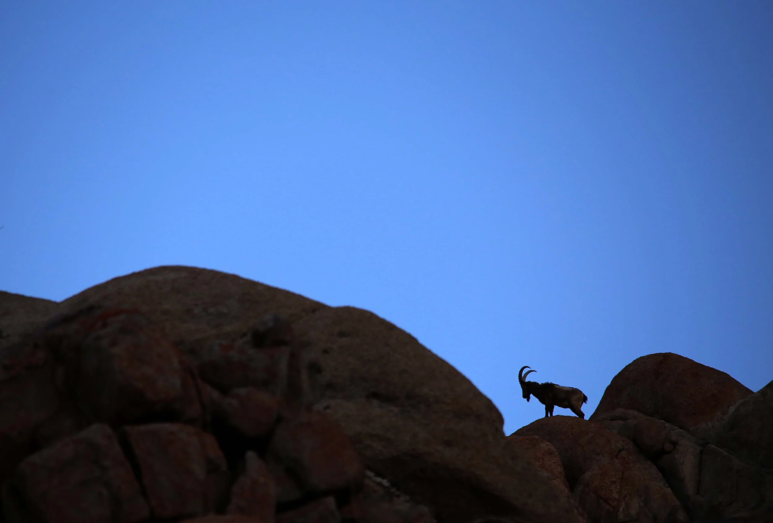 Ibex silhoutte.jpg