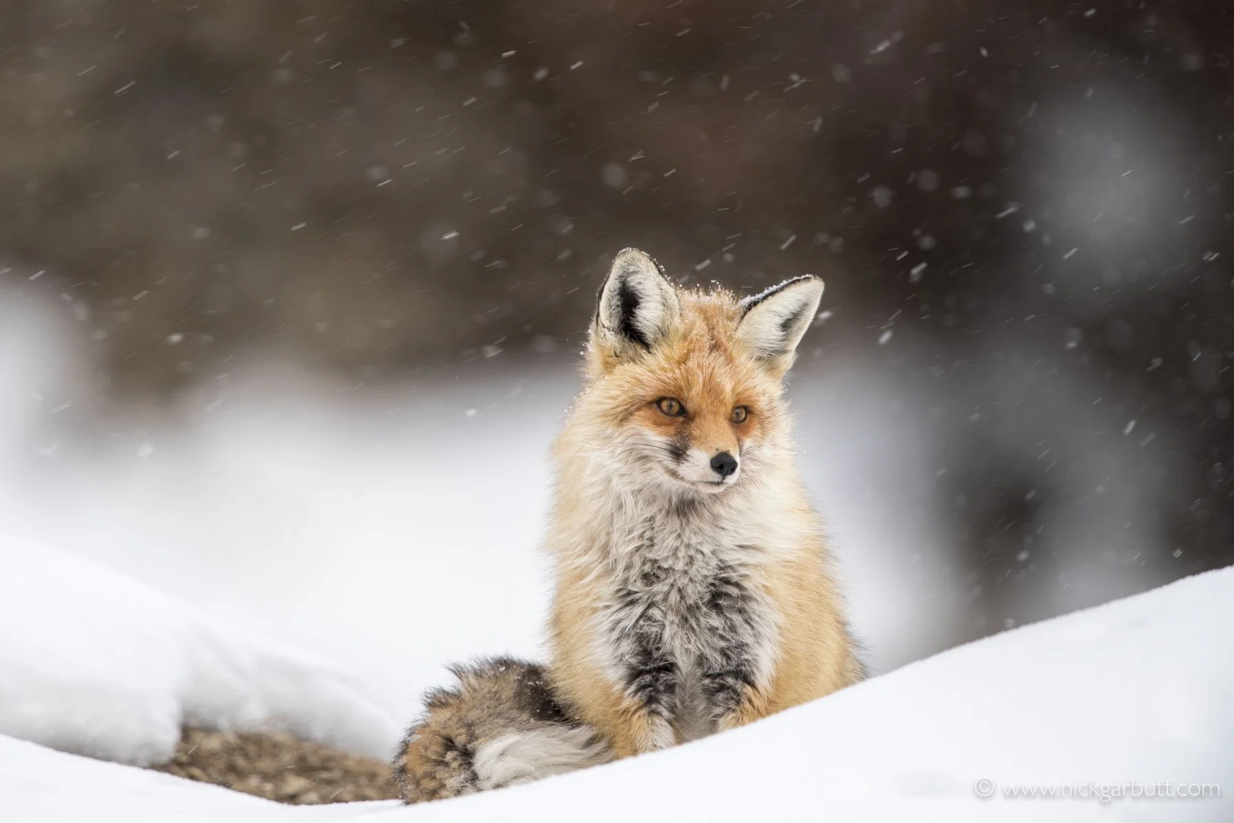 Red Fox.jpg