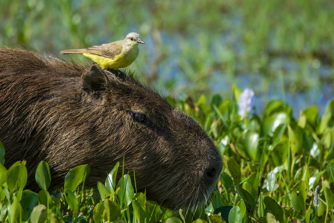 Screenshot 2026-01-12 125125.png