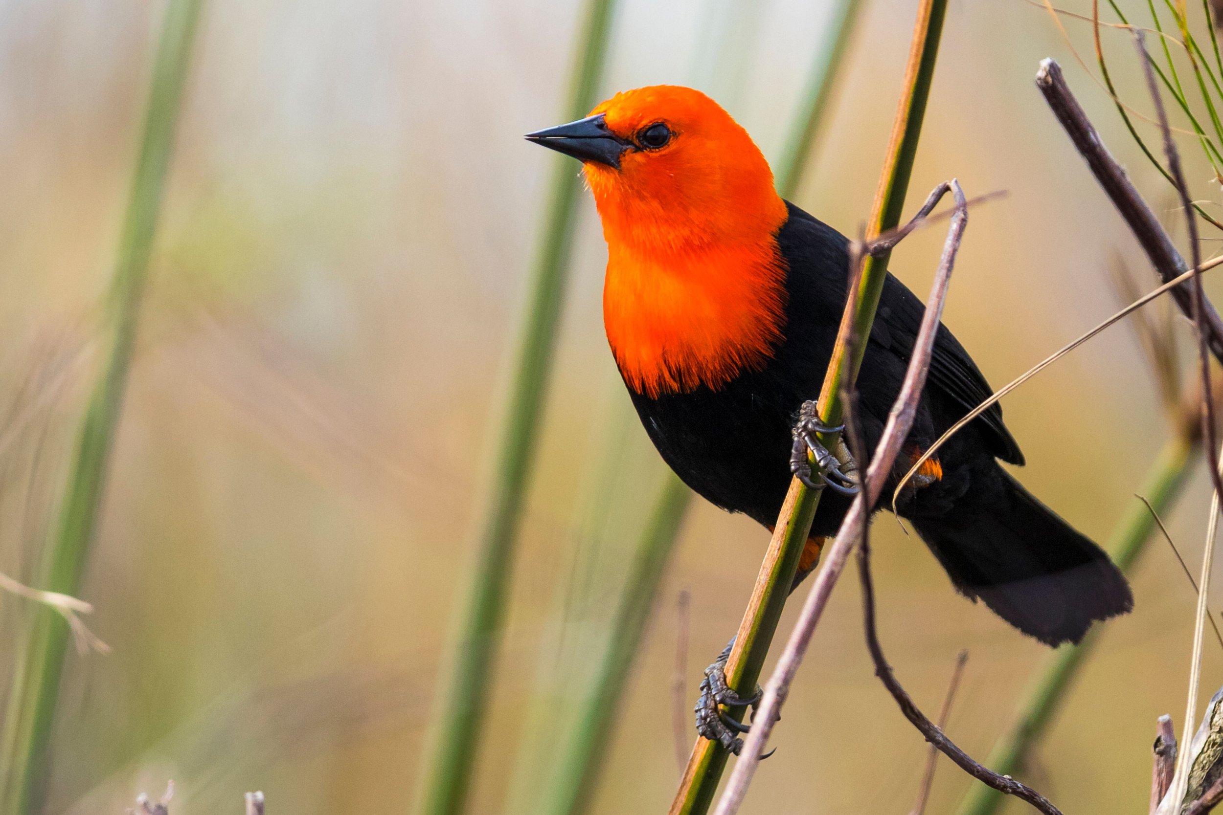 Bright orange and black bird perched on a thin branch among tall grass stalks in a natural setting.