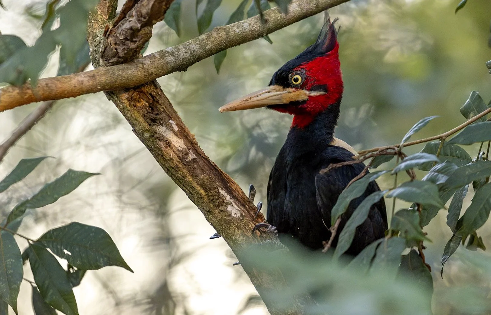 A close-up of a Black and Red Woodpecker perched on a tree branch amidst green leaves.