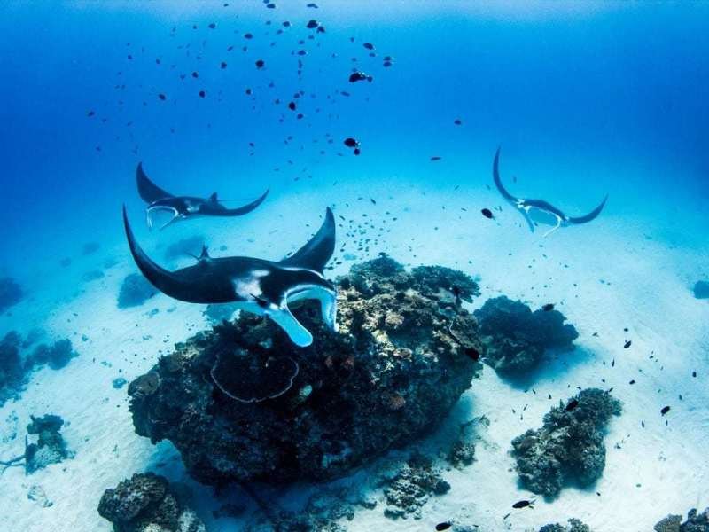 Underwater scene with three black and white manta rays swimming near a coral reef, surrounded by small fish against a blue ocean background.