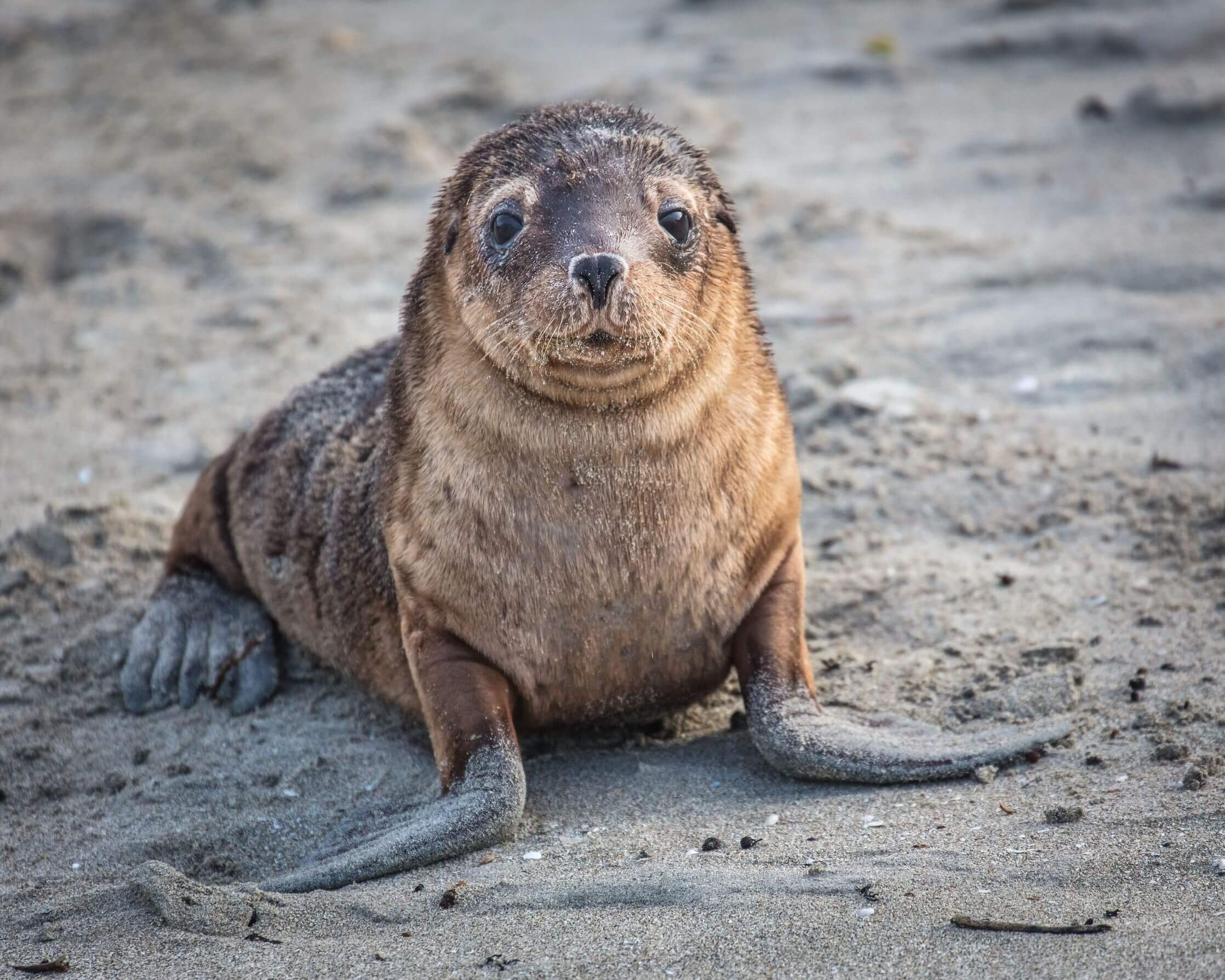 A baby sea otter sitting on sandy beach, looking at the camera.