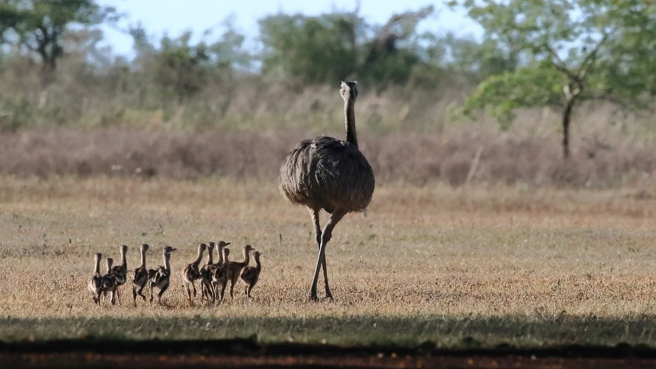 WhatsApp Image 2023-01-16 at 11.06.06 AM.jpeg