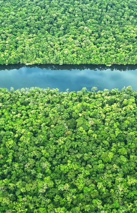 An aerial view of a dense green forest with a narrow river running through the middle.