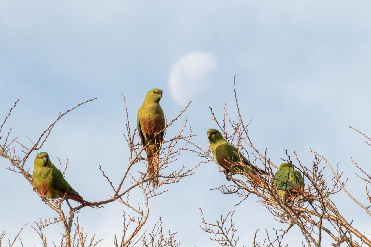 Austral Parakeets .jpeg
