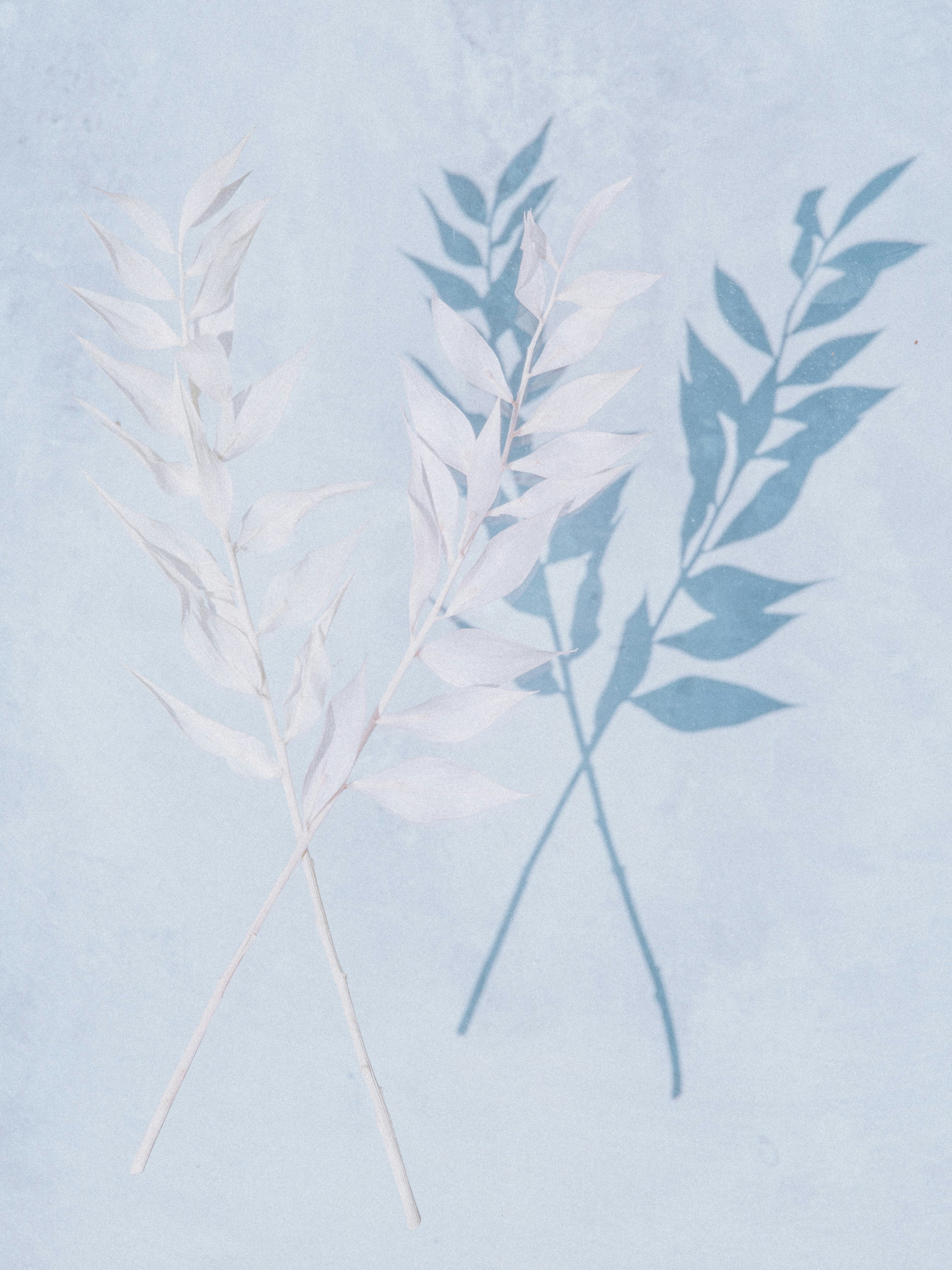 Faint botanical shadows on a muted blue background, reflecting grief, loneliness, and the emotional weight of comparison during the dark season.